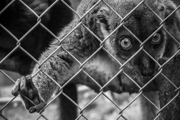 lémurien en cage