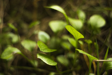 Leaves and Bokeh Amongst Nature