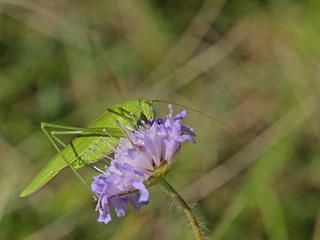 Weibliche Gemeine Sichelschrecke (Phaneroptera falcata) auf Tauben-Skabiose (Scabiosa columbaria)

