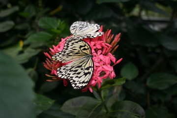 Fototapeta na wymiar Yellow Black Butterflies