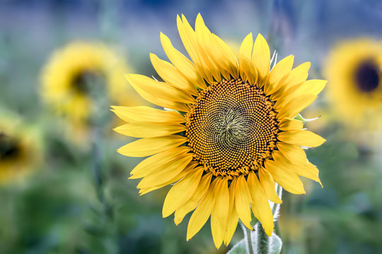 Sunny - Sunflower blooms in a field in the Midwest