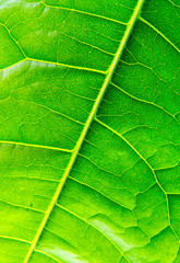 Obraz na płótnie Canvas close up of leaf vein