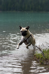 jumping Pug 4