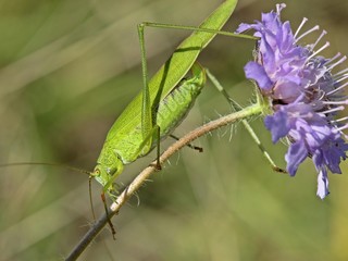 Weibliche Gemeine Sichelschrecke (Phaneroptera falcata) auf Tauben-Skabiose (Scabiosa columbaria)
