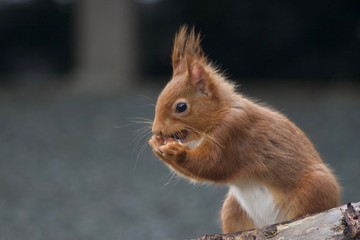 Red Squirrel tuvking into hazlenut