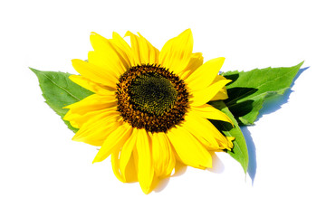 Sonnenblume isoliert freigestellt auf weißen Hintergrund, Freisteller
