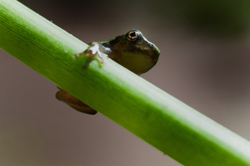 Frog on Stem