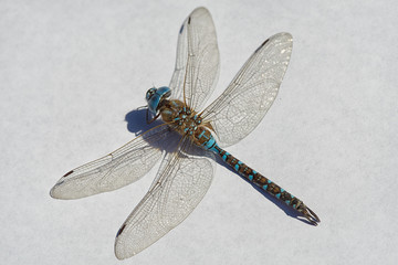 dragonfly