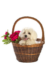 Lovely bichon on white background in basket