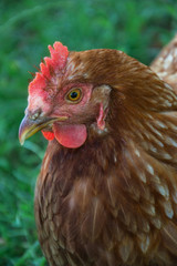 Hens feed on the traditional rural barnyard at sunny day. Detail of hen head. Chickens sitting in henhouse. Close up of chicken standing on barn yard with the chicken coop. Free range poultry farming