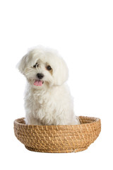 Lovely bichon on white background in basket