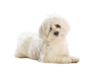 Lovely bichon on white background