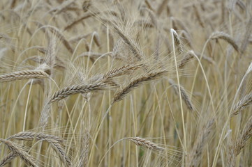Wheat