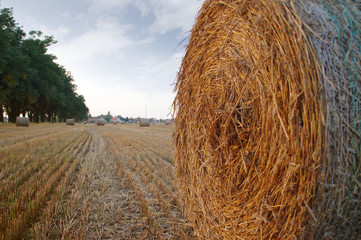 Hay bales on field after mowing
