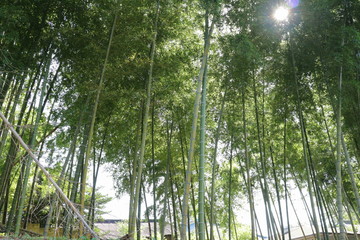 竹林の風