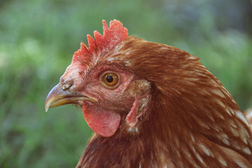 Hens feed on the traditional rural barnyard at sunny day. Detail of hen head. Chickens sitting in henhouse. Close up of chicken standing on barn yard with the chicken coop. Free range poultry farming