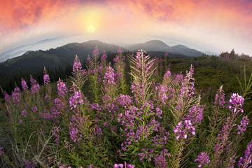Obraz premium Willow-tea at dawn