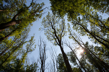 Fototapeta premium Trees from the upside with sunny sky