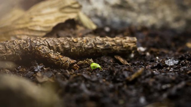 Seed growing time lapse from winter to springtime new life emerges.