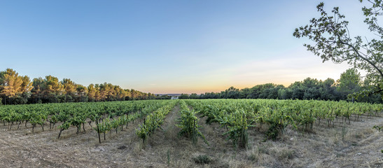 vineyard landscape in the Provence