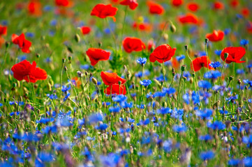 field with red poppies and blue cornflowers