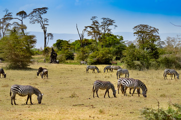 Fototapeta na wymiar Herd of zebras grazing
