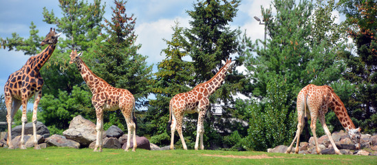 The giraffe (Giraffa camelopardalis) is an African even-toed ungulate mammal, the tallest of all extant land-living animal species, and the largest ruminant. © Daniel Meunier