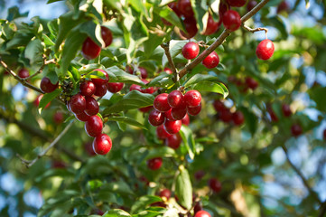  ripe red cornelian cherries called also cornel or dogwood on the branch