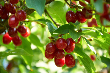  ripe red cornelian cherries called also cornel or dogwood on the branch