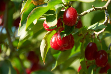  ripe red cornelian cherries called also cornel or dogwood on the branch