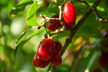  ripe red cornelian cherries called also cornel or dogwood on the branch