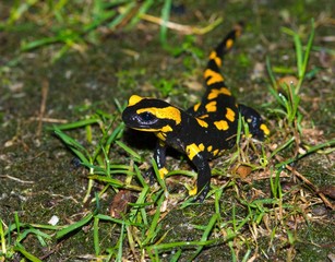 Feuersalamander (Salamandra salamandra terrestris) kriecht über eine vermooste Wiese, Harz,...