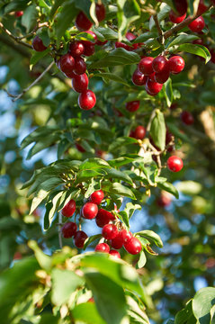  ripe red cornelian cherries called also cornel or dogwood on the branch
