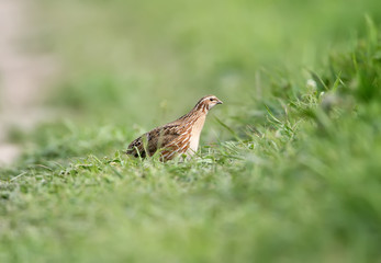 Female of Common quail hiding in the grass