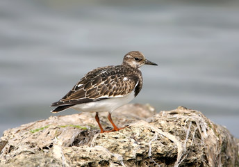 Portrait young  ruddy turnstone (Arenaria interpres) on the rock.