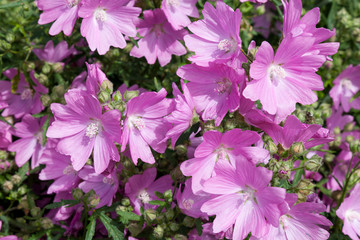 Bush of purple Asteraceae Achillea (Moonshine) flowers on a sunny day