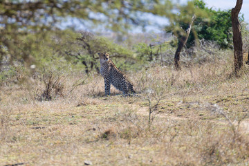 Obraz na płótnie Canvas Cheetah close up from South Africa
