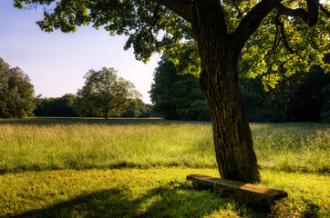 old wooden bench under a lonely tree in the woodland