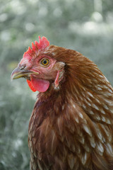 Hens feed on the traditional rural barnyard at sunny day. Detail of hen head. Chickens sitting in henhouse. Close up of chicken standing on barn yard with the chicken coop. Free range poultry farming