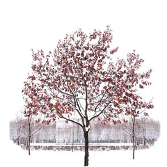 Snow-covered single tree isolated on pure white background