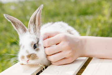 Little rabbit, black and white suit, a bunny eating a green grass, a pet in a wooden box.