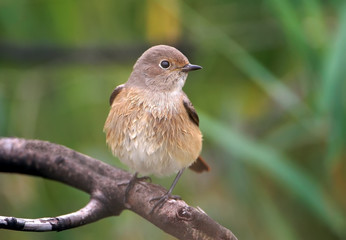 Close up photo of red breasted flycatcher female.sits on the branch.