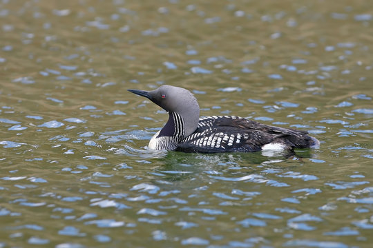 The black-throated loon (Gavia arctica) on the water.