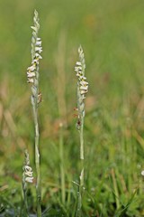Herbst-Drehwurz (Spiranthes spiralis)
