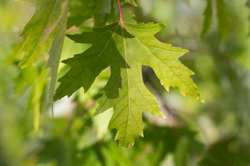 green marpel leave