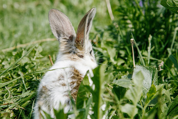 Little rabbit, black and white suit, a bunny eating a green grass, a pet in a wooden box.