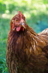Hens feed on the traditional rural barnyard at sunny day. Detail of hen head. Chickens sitting in henhouse. Close up of chicken standing on barn yard with the chicken coop. Free range poultry farming