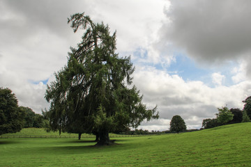 Fototapeta na wymiar Beautiful Big Tree