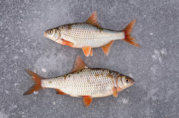 Recently caught fish lying on cold ice.