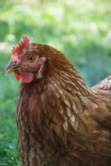 Hens feed on the traditional rural barnyard at sunny day. Detail of hen head. Chickens sitting in henhouse. Close up of chicken standing on barn yard with the chicken coop. Free range poultry farming